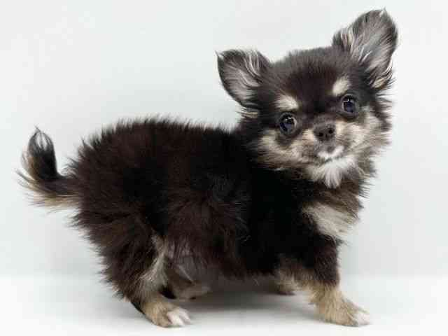 京都府のチワワ(ロング) (ひごペットフレンドリーイオンモール高の原店/2026年1月27日生まれ/男の子/ブラックタンホワイト)の子犬の3枚目の画像