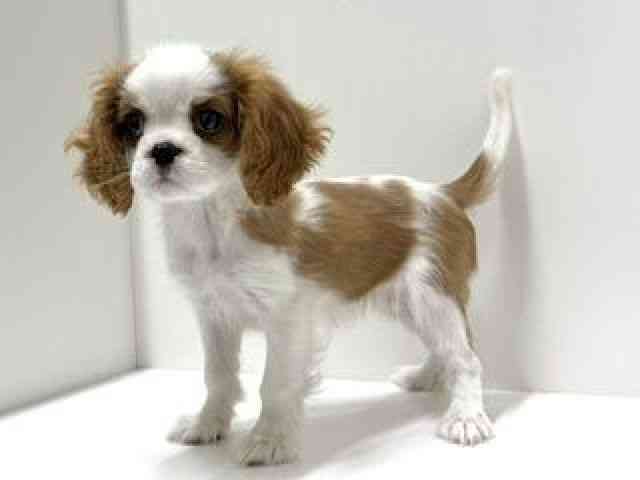 愛知県のキャバリアキングチャールズスパニエル (ひごペットフレンドリーららぽーと名古屋みなとアクルス店/2026年2月8日生まれ/女の子/ブレンハイム)の子犬の3枚目の画像