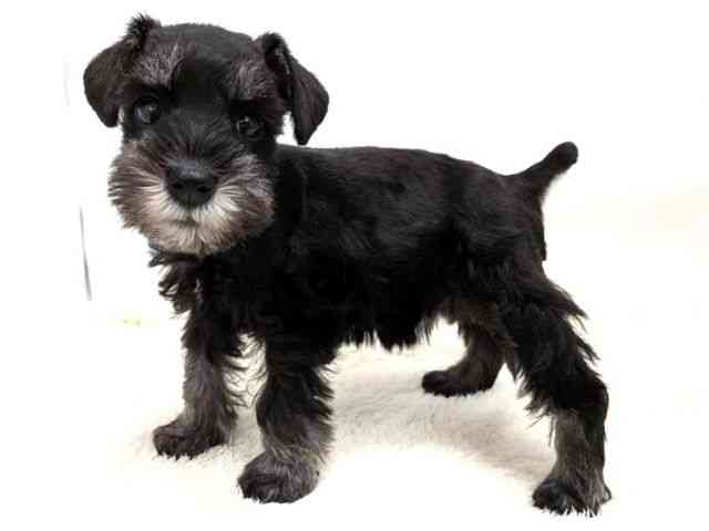 広島県のミニチュアシュナウザー (ひごペットフレンドリーゆめタウン廿日市店/2026年2月8日生まれ/女の子/ブラックシルバー)の子犬の3枚目の画像