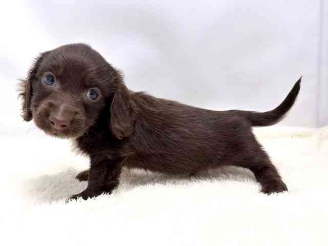 広島県のミニチュアダックスフンド(ロング) (ひごペットフレンドリーゆめタウン廿日市店/2026年2月7日生まれ/男の子/チョコレートソリッド)の子犬の3枚目の画像