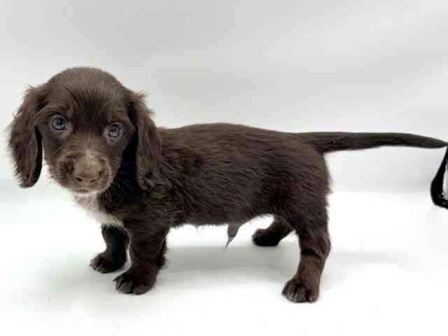 大阪府のミニチュアダックスフンド(ロング) (ひごペットフレンドリーららぽーとEXPOCITY店/2026年2月7日生まれ/男の子/チョコレートソリッド)の子犬の3枚目の画像