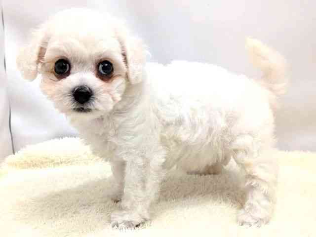 広島県のビションフリーゼ (ひごペットフレンドリーゆめタウン廿日市店/2026年2月8日生まれ/女の子/ホワイト)の子犬の3枚目の画像