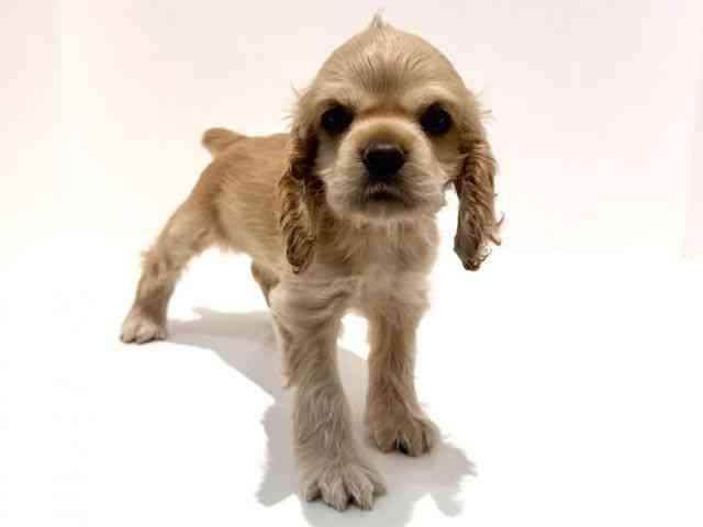 大阪府のアメリカンコッカースパニエル (ひごペットフレンドリーイオン高槻店/2026年2月7日生まれ/女の子/バフ)の子犬の3枚目の画像