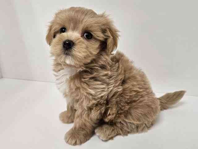 愛知県のマルプー(マルチーズ×プードル) (ひごペットフレンドリーイトーヨーカドー知多店/2026年2月5日生まれ/男の子/オレンジフォーン)の子犬の3枚目の画像