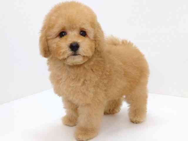 大阪府のトイプードル(トイ) (ひごペットフレンドリーいこらもーる泉佐野店/2026年2月6日生まれ/女の子/オレンジフォーン)の子犬の3枚目の画像