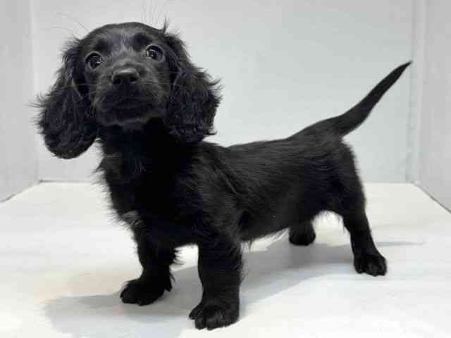 大阪府のミニチュアダックスフンド(ロング) (ひごペットフレンドリーセブンパーク天美店/2026年2月8日生まれ/女の子/ブラックソリッド)の子犬の3枚目の画像