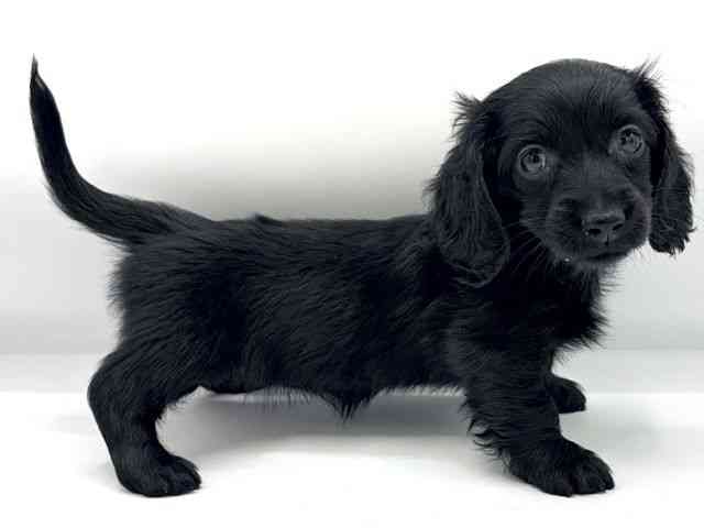 大阪府のミニチュアダックスフンド(ロング) (ひごペットフレンドリーららぽーとEXPOCITY店/2026年2月8日生まれ/女の子/ブラックソリッド)の子犬の3枚目の画像