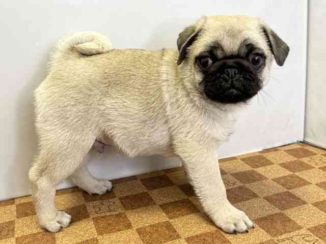 愛媛県のパグ (ひごペットフレンドリーエミフルMASAKI店/2026年2月10日生まれ/男の子/フォーン)の子犬の3枚目の画像