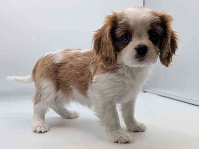 香川県のキャバリアキングチャールズスパニエル (ひごペットフレンドリーゆめタウン高松店/2026年2月9日生まれ/女の子/ブレンハイム)の子犬の3枚目の画像