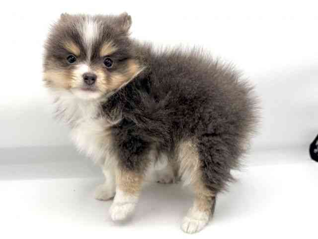 大阪府のポメラニアン (ひごペットフレンドリーららぽーとEXPOCITY店/2026年2月5日生まれ/女の子/ブルータンホワイト)の子犬の3枚目の画像