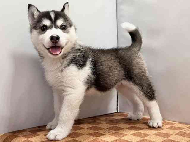 愛媛県のシベリアンハスキー (ひごペットフレンドリーエミフルMASAKI店/2026年2月10日生まれ/女の子/ブラックホワイト)の子犬の3枚目の画像