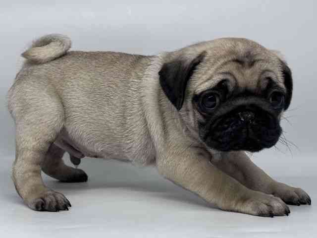 徳島県のパグ (ひごペットフレンドリーゆめタウン徳島店/2026年2月9日生まれ/男の子/フォーン)の子犬の3枚目の画像