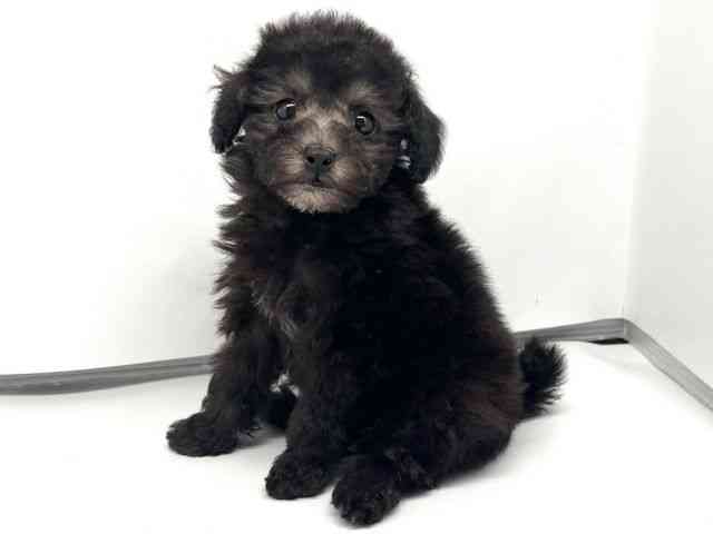 京都府のトイプードル(トイ) (ひごペットフレンドリー洛北阪急スクエア店/2026年2月9日生まれ/男の子/シルバー)の子犬の3枚目の画像