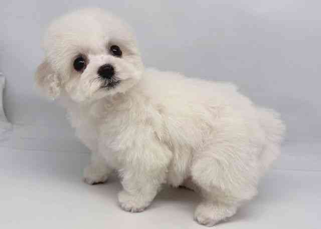 鳥取県のビションフリーゼ (ひごペットフレンドリーイオンモール鳥取北店/2026年2月9日生まれ/女の子/ホワイト)の子犬の3枚目の画像