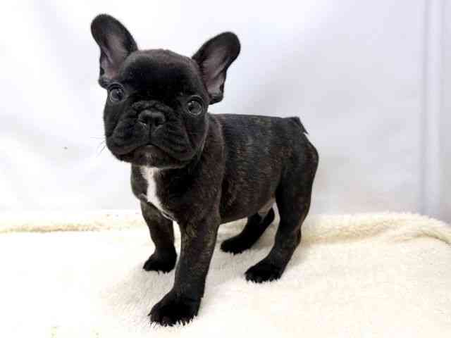 広島県のフレンチブルドッグ (ひごペットフレンドリーゆめタウン廿日市店/2026年1月13日生まれ/男の子/ブリンドル)の子犬の3枚目の画像