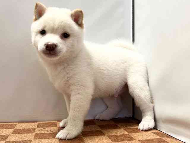 愛媛県の柴犬(標準サイズ) (ひごペットフレンドリーエミフルMASAKI店/2026年2月9日生まれ/男の子/白)の子犬の3枚目の画像