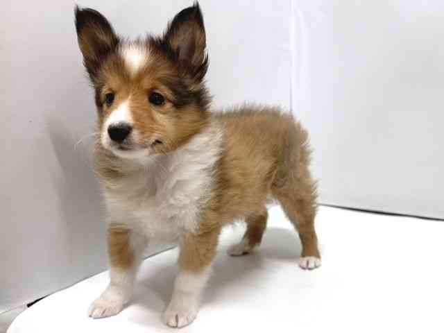 奈良県のシェットランドシープドッグ (ひごペットフレンドリー奈良パワーシティ店/2026年2月10日生まれ/男の子/セーブルホワイト)の子犬の3枚目の画像