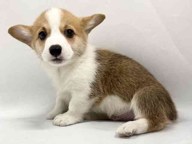 京都府のウェルシュコーギーペンブローク (ひごペットフレンドリー京都店/2026年2月8日生まれ/男の子/レッドホワイト)の子犬の3枚目の画像