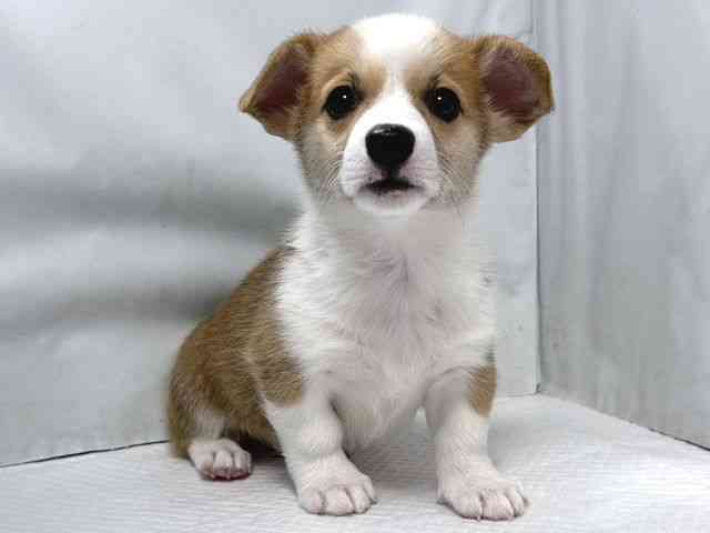 大阪府のウェルシュコーギーペンブローク (ひごペットフレンドリー堺プラットプラット店/2026年2月8日生まれ/女の子/レッドホワイト)の子犬の3枚目の画像