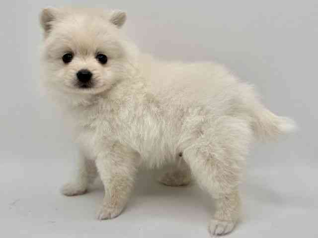 大阪府のポメラニアン (ひごペットフレンドリーみのおキューズモール店/2026年2月9日生まれ/男の子/ホワイト)の子犬の3枚目の画像