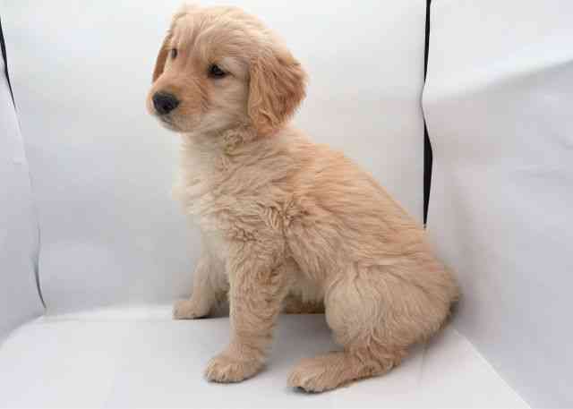 島根県のゴールデンレトリバー (ひごペットフレンドリーイオン松江ショッピングセンター店/2026年2月10日生まれ/女の子/ゴールデン)の子犬の3枚目の画像