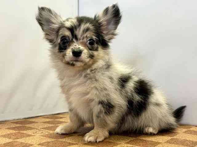 愛媛県のチワワ(ロング) (ひごペットフレンドリーエミフルMASAKI店/2026年2月10日生まれ/男の子/ブルーマール)の子犬の3枚目の画像