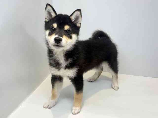 大阪府の柴犬(標準サイズ) (ひごペットフレンドリーセブンパーク天美店/2026年1月20日生まれ/男の子/黒)の子犬の3枚目の画像