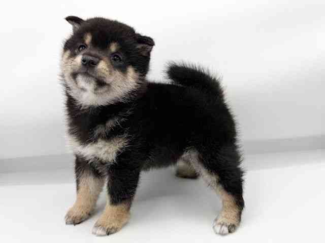 大阪府の柴犬(標準サイズ) (ひごペットフレンドリーららぽーとEXPOCITY店/2026年2月10日生まれ/男の子/黒)の子犬の3枚目の画像