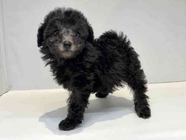 大阪府のトイプードル(トイ) (ひごペットフレンドリーセブンパーク天美店/2026年2月9日生まれ/女の子/シルバー)の子犬の3枚目の画像