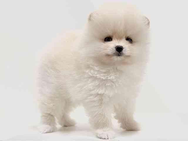 奈良県のポメラニアン (ひごペットフレンドリーイオンモール橿原ウエスト・ビレッジ店/2026年2月6日生まれ/男の子/クリーム)の子犬の3枚目の画像