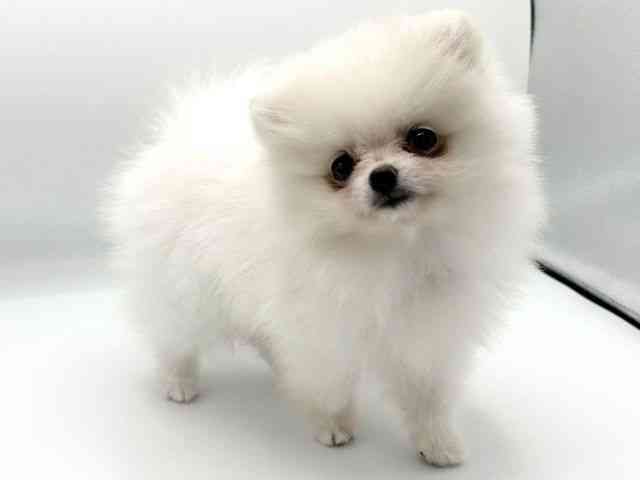 京都府のポメラニアン (ひごペットフレンドリーイオンモール高の原店/2026年2月6日生まれ/男の子/ホワイト)の子犬の3枚目の画像