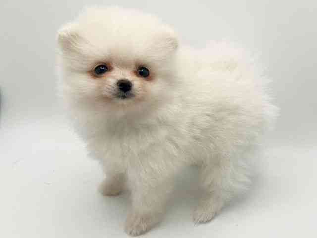 大阪府のポメラニアン (ひごペットフレンドリーみのおキューズモール店/2026年2月6日生まれ/男の子/ホワイト)の子犬の3枚目の画像