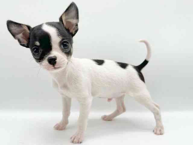 京都府のチワワ(スムース) (ひごペットフレンドリーイオンモール高の原店/2026年2月7日生まれ/男の子/ホワイトブラックタン)の子犬の3枚目の画像