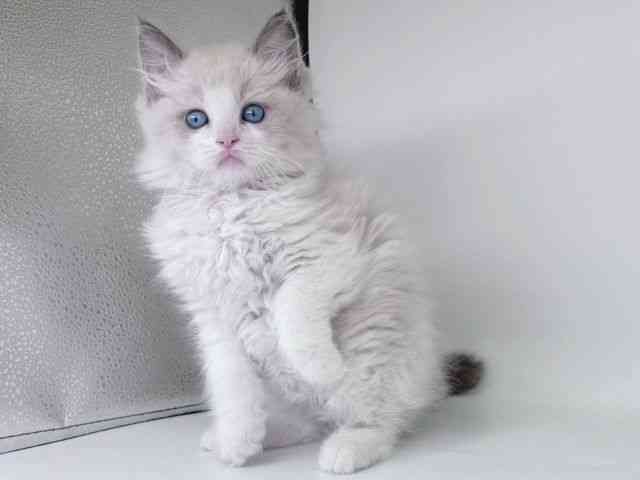 大阪府のラグドール (ひごペットフレンドリー瓜破店/2026年2月8日生まれ/男の子/ブルーポイントバイカラー)の子猫の3枚目の画像