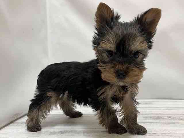 和歌山県のヨークシャーテリア (ひごペットフレンドリーパームシティ和歌山店/2026年2月7日生まれ/男の子/スチールブルータン)の子犬の3枚目の画像