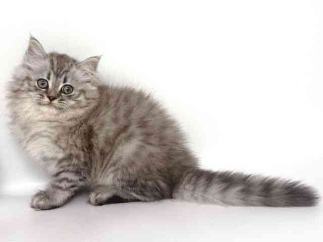 大阪府のミヌエット (ひごペットフレンドリー岸和田店/2026年1月18日生まれ/男の子/シルバータビー)の子猫の3枚目の画像