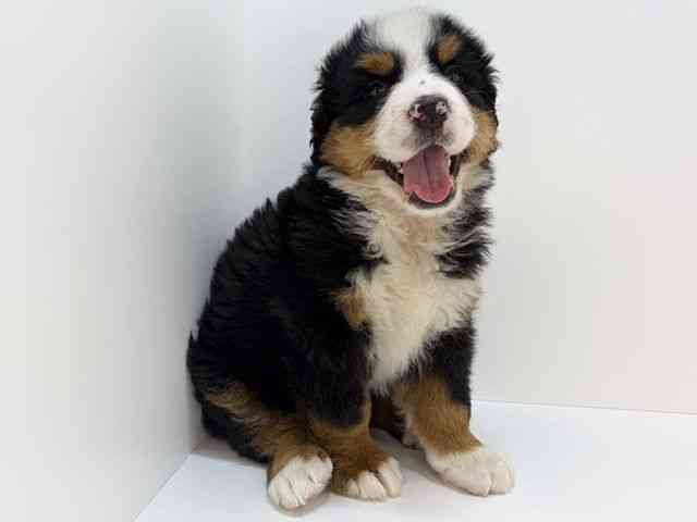 大阪府のバーニーズマウンテンドッグ (ひごペットフレンドリーいこらもーる泉佐野店/2026年2月7日生まれ/男の子/ブラックラストホワイト)の子犬の3枚目の画像