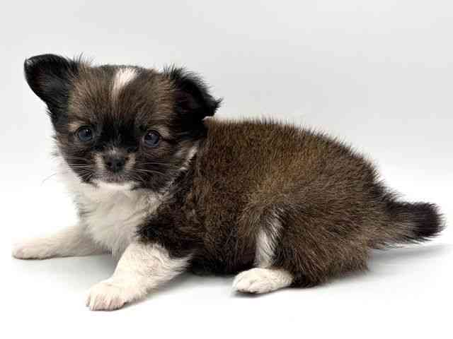 奈良県のチワワ(ロング) (ひごペットフレンドリー田原本店/2026年2月6日生まれ/男の子/フォーンホワイト)の子犬の3枚目の画像