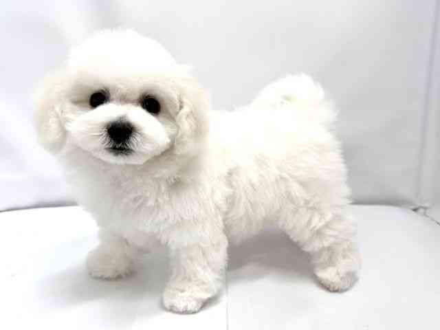 広島県のビションフリーゼ (ひごペットフレンドリーゆめタウン廿日市店/2026年2月8日生まれ/女の子/ホワイト)の子犬の3枚目の画像