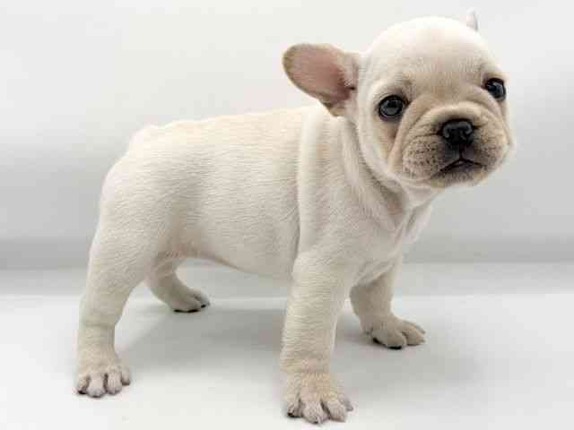 大阪府のフレンチブルドッグ (ひごペットフレンドリーららぽーとEXPOCITY店/2026年2月6日生まれ/女の子/クリーム)の子犬の3枚目の画像