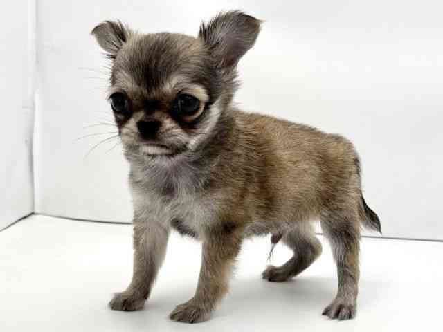 兵庫県のチワワ(ロング) (ひごペットフレンドリークラウンパーク伊丹店/2026年2月3日生まれ/男の子/レッドホワイト)の子犬の3枚目の画像