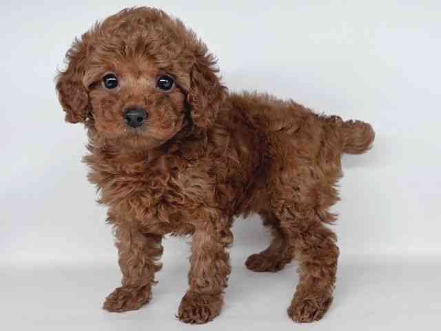 大阪府のトイプードル(トイ) (ひごペットフレンドリー瓜破店/2026年2月9日生まれ/女の子/レッド)の子犬の3枚目の画像