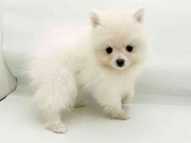 兵庫県のポメラニアン (ひごペットフレンドリーコロワ甲子園店/2026年2月3日生まれ/女の子/ホワイト)の子犬の3枚目の画像