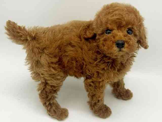 大阪府のトイプードル(トイ) (ひごペットフレンドリーみのおキューズモール店/2026年2月10日生まれ/女の子/レッド)の子犬の3枚目の画像