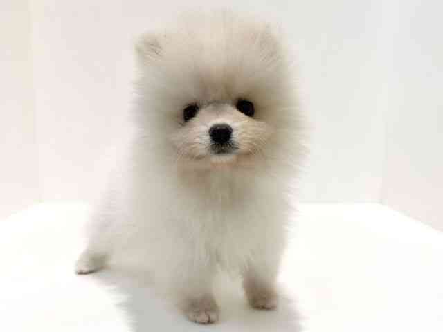 大阪府のポメラニアン (ひごペットフレンドリーイオン高槻店/2026年2月3日生まれ/女の子/ホワイト)の子犬の3枚目の画像