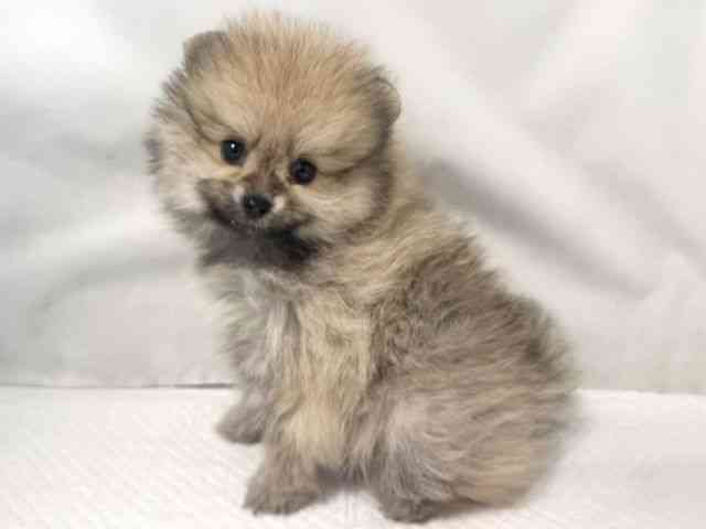 大阪府のポメラニアン (ひごペットフレンドリー堺プラットプラット店/2026年2月4日生まれ/男の子/クリームセーブル)の子犬の3枚目の画像