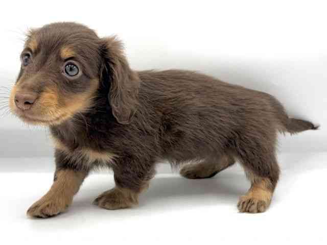 大阪府のミニチュアダックスフンド(ロング) (ひごペットフレンドリーららぽーとEXPOCITY店/2026年2月8日生まれ/女の子/チョコレートタン)の子犬の3枚目の画像