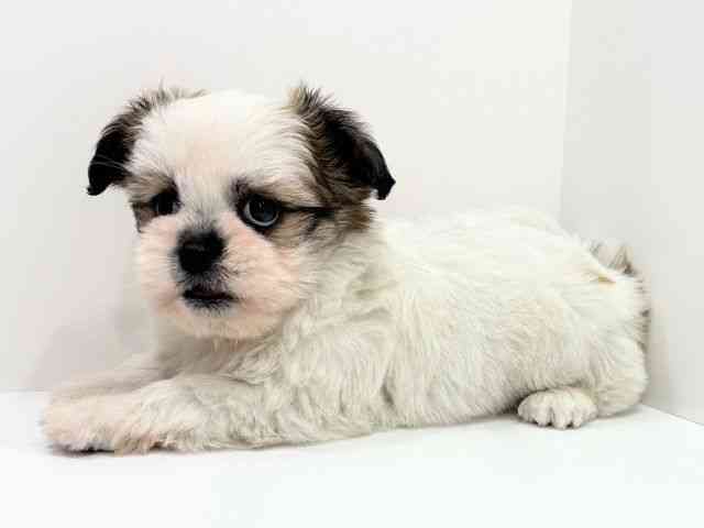 広島県のチワズー/チワシーズ(チワワ×シーズー) (ひごペットフレンドリーフジグラン神辺店/2026年2月9日生まれ/男の子/ホワイトレッド)の子犬の3枚目の画像