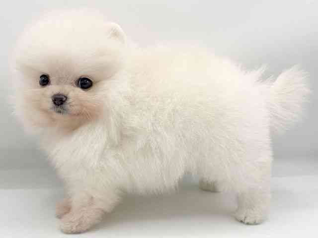 大阪府のポメラニアン (ひごペットフレンドリーららぽーとEXPOCITY店/2026年2月7日生まれ/女の子/ホワイト)の子犬の3枚目の画像