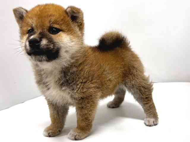 奈良県の柴犬(標準サイズ) (ひごペットフレンドリー奈良パワーシティ店/2026年2月8日生まれ/男の子/赤)の子犬の3枚目の画像